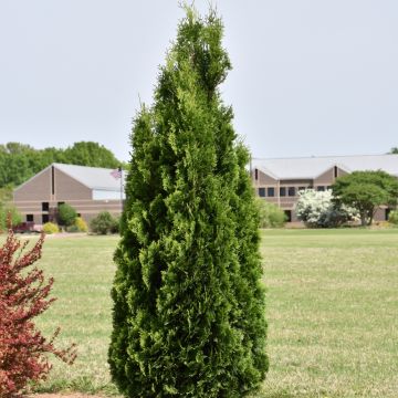 Thuja, Arborvitae 'North Pole®' (Large Sizes)