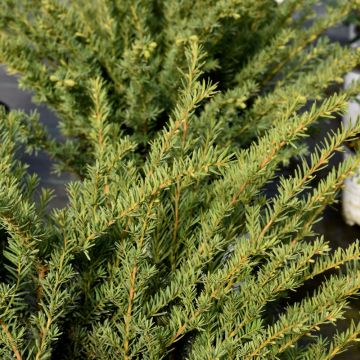 Taxus, Yew Stonehenge® 'Dark Druid®'