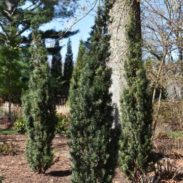 Taxus, Yew Stonehenge® 'Skinny®'