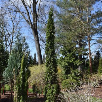 Thuja, Arborvitae 'Sting®'