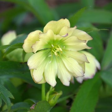 Helleborus, Lenten Rose Wedding Party® 'First Dance'