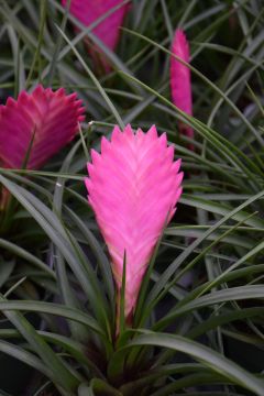 Tillandsia, Bromeliad 'Pink Quill'