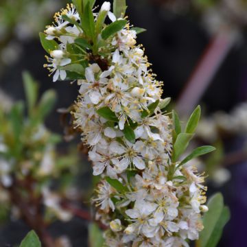 Prunus, Sand Cherry 'First Editions® Jade Parade®'
