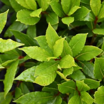 Laurus, Sweet Bay 'Little Ragu®'