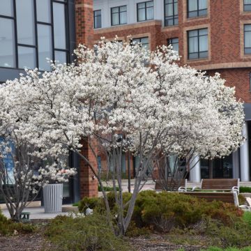 Amelanchier, Serviceberry Tree 'Autumn Brilliance®' - Bare Root