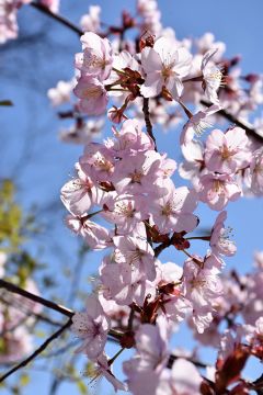 Prunus, Cherry Flowering 'Spring Wonder™'