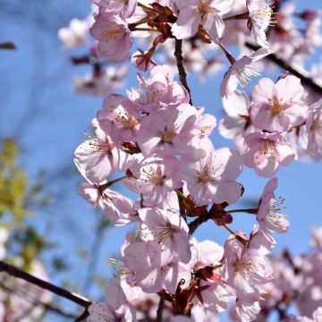 Prunus, Cherry Flowering 'Spring Wonder™' (Large Sizes)