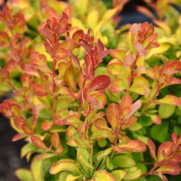 Berberis, Japanese Barberry 'First Editions® Limoncello™'