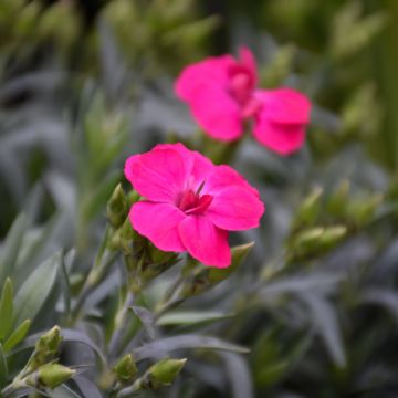 Dianthus, Carnation Pemán 'Violet'