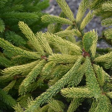 Picea, White Spruce 'Mac's Gold'