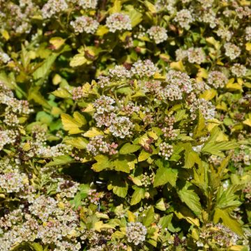 Physocarpus, Ninebark 'Raspberry Lemonade™'