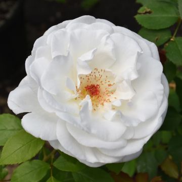 Rosa, Tea Rose 'Sugar Moon™'