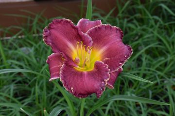 Hemerocallis, Purple Daylily 'Bettylen'