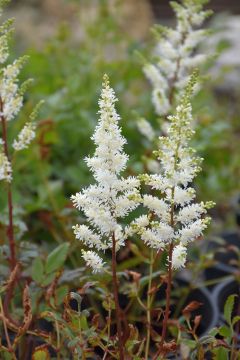 Astilbe, Arendsii Group 'Happy Spirit'