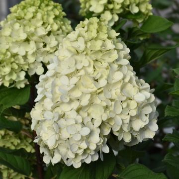 Hydrangea, Panicle 'Little Lime Punch™'