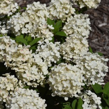 Hydrangea, Panicle 'Tiny Quick Fire®'
