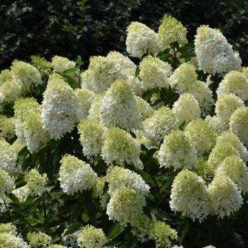 Hydrangea, Panicle 'Limelight Prime®'