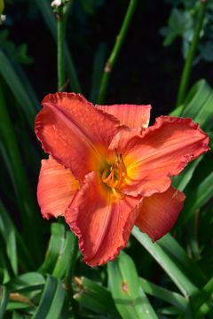 Hemerocallis, Orange Daylily 'South Seas'