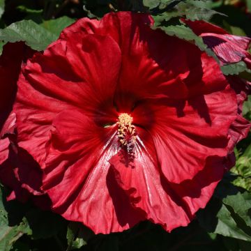 Hibiscus, Summerific® 'Valentine's Crush'