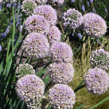 Allium, Ornamental Onion 'Bubble Bath'