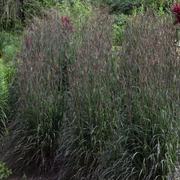Andropogon gerardii, Big Bluestem 'Holy Smoke'
