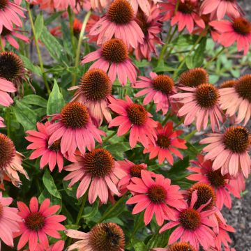 Echinacea, Coneflower 'Prima™'Ruby'