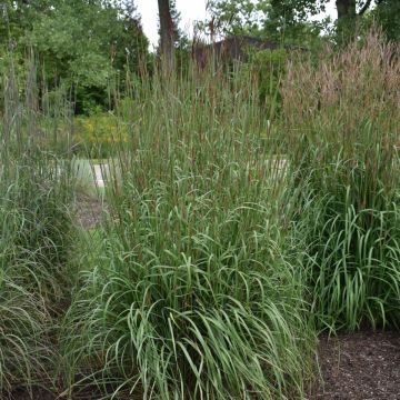 Andropogon gerardii, Big Bluestem 'Dancing Wind'