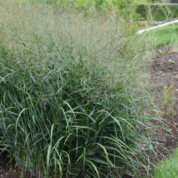 Panicum, Switchgrass 'Prairie Dog'