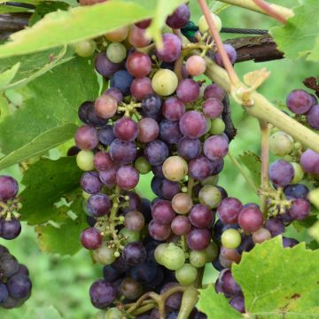 Vitis, Red Grape 'St. Croix™'