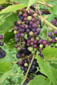 Vitis, Red Grape 'St. Croix'