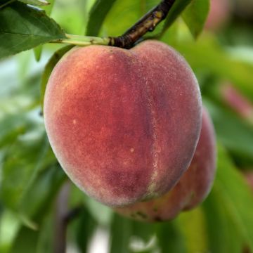 Prunus, Freestone Peach 'Contender'