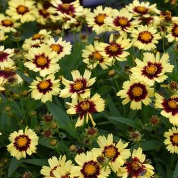 Coreopsis, Tickseed UpTick™ 'Yellow and Red'