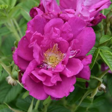 Rosa, Shrub Rose 'Purple Pavement'