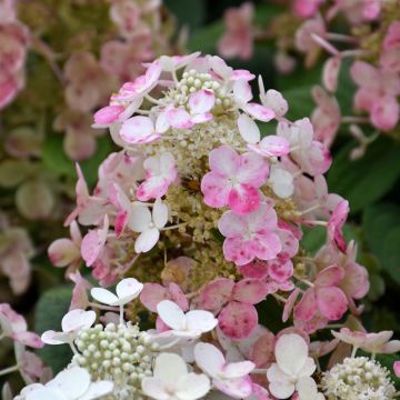 Hydrangea, Panicle 'Torch™'