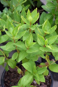 Ceanothus, New Jersey Tea 'Minnesota Native'