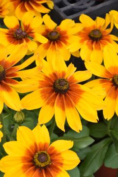 Rudbeckia, Sunbeckia® 'Luna'