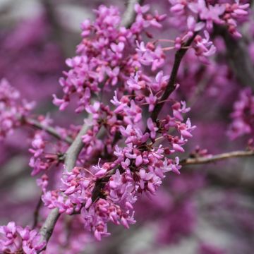 Cercis, Redbud 'Minnesota Strain' (Large Sizes)