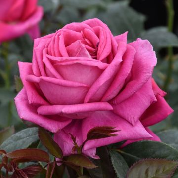 Rosa, Tea Rose 'All My Loving' 