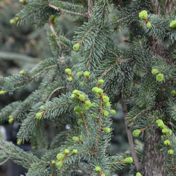Picea, Black Spruce 'Wellspire' (Large Sizes)