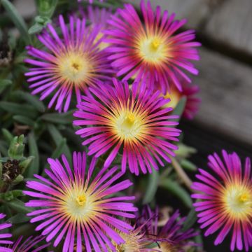 Delosperma, Ice Plant Delmara™ 'Fuchsia'