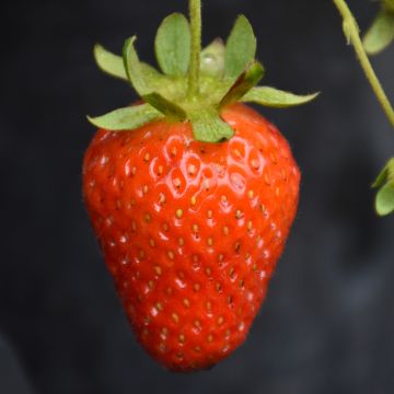 Fragaria, Strawberry 'Eversweet'
