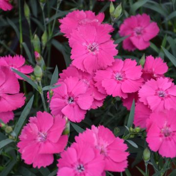 Dianthus, Pinks 'Mad Magenta'