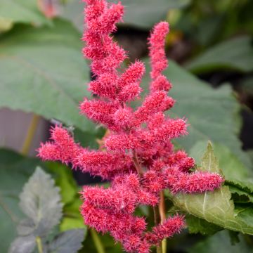 Astilbe, Chinese Astilbe 'Hot Pearls®'