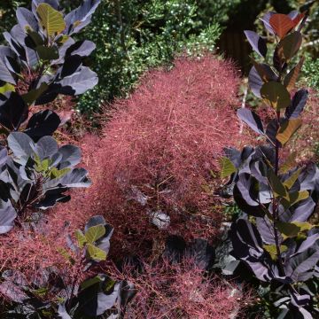Cotinus, Smokebush 'Lilla' 