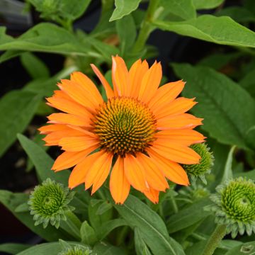 Echinacea, Coneflower 'Prima™ Saffron'