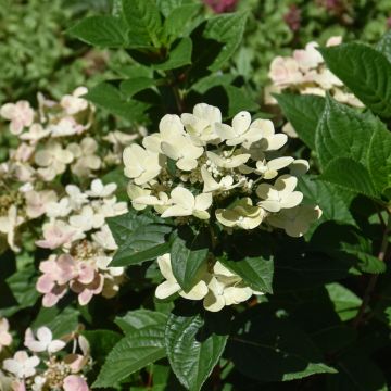 Hydrangea, Panicle 'Early Evolution'
