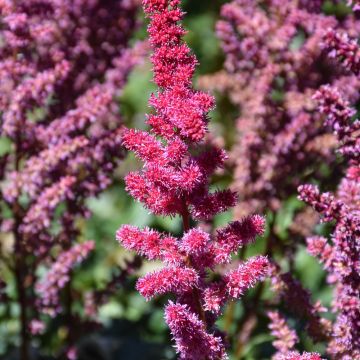 Astilbe, Chinese Astilbe 'Vision Volcano'