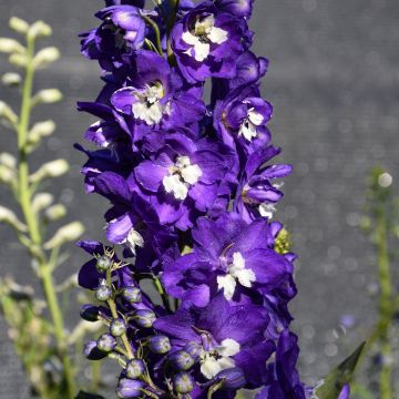 Delphinium, Larkspur Aurora™ 'Deep Purple'
