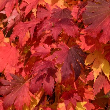 Acer, Hybrid Maple 'Arctic Jade®'