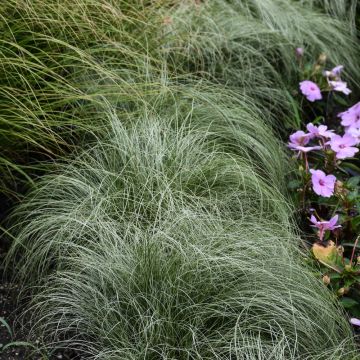 Carex Comans, Sedge ColorGrass® Amazon Mist